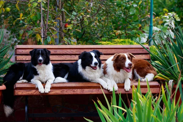 Três Cães Raça Border Collie Banco Jardim — Fotografia de Stock