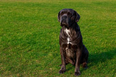 Italiano Cane Corso bir parkta yeşil çimenlerin üzerinde oturan köpek doğurmak