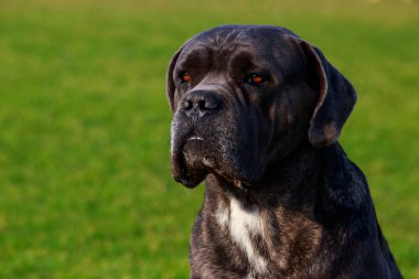 Portre yeşil çim zemin üzerinde bir köpek ırkı Italiano Cane Corso