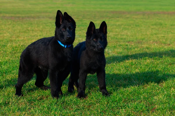 Deux Petits Chiots Race Berger Allemand Tient Sur Herbe Verte — Photo