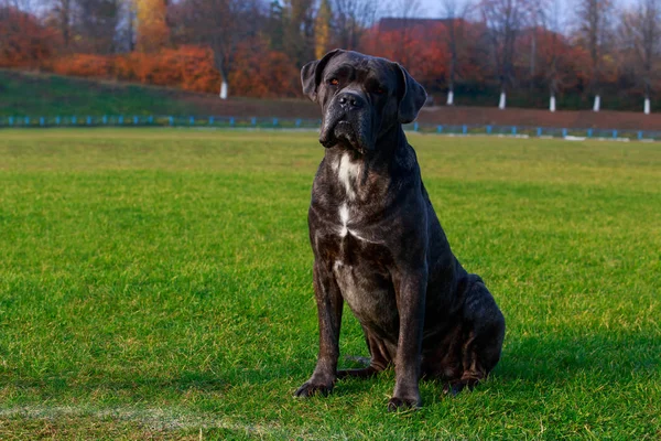 Cane Allevamento Italiano Cane Corso Seduto Sull Erba Verde Parco — Foto Stock