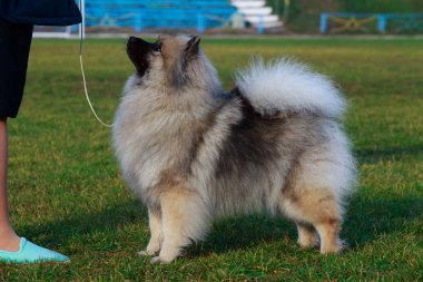 Köpek doğurmak keeshond ayakta yeşil çimenlerin üzerinde