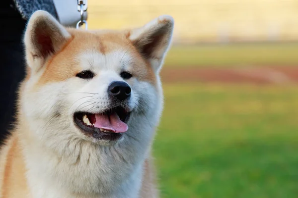 Porträtt Akita Inu Hund Nära Håll Park — Stockfoto