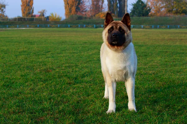 Raça Cão American Akita Stand Grama Verde Parque — Fotografia de Stock