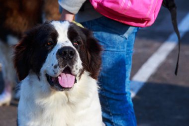 Bir St. Bernard cins köpek portresi kapatmak açık havada