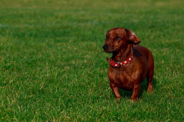 Köpek doğurmak dachshund yeşil çimenlerin üzerinde duruyor