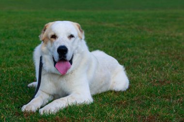 Köpek doğurmak Alabai parkta yeşil çim üzerinde yalan ve Dil Gösterilen