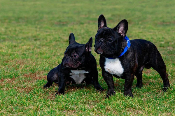 Дві Породи Собак Французький Бульдог Зеленій Траві — стокове фото