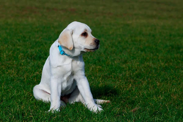 Hund rasen labrador — Stockfoto