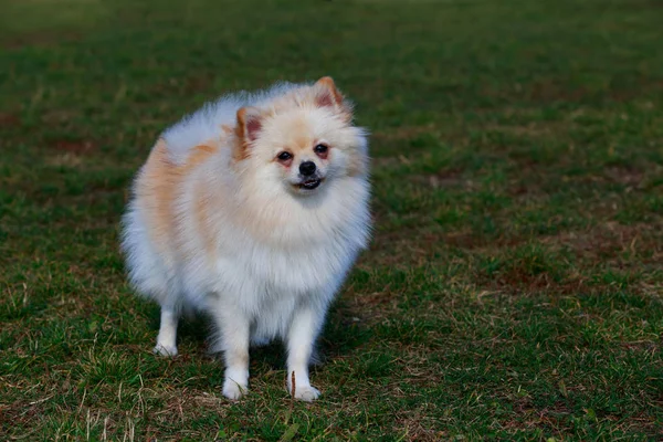 Pequeño Pomeranian Spitz Pie Sobre Hierba Verde Parque —  Fotos de Stock