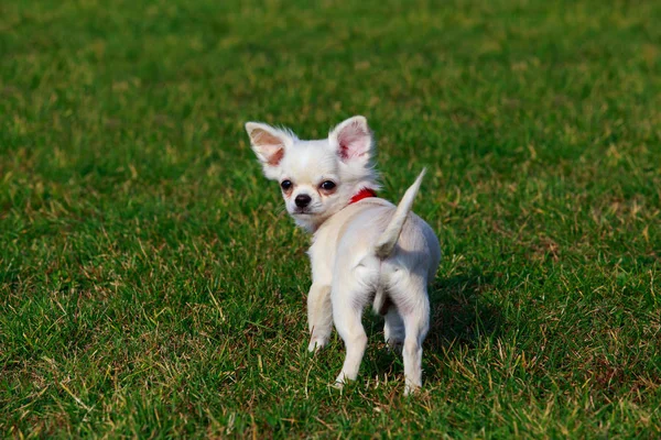 Koirarotu Chihuahua Taustalla Vihreä Ruoho — kuvapankkivalokuva