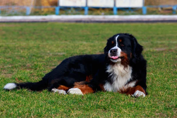 Berner Sennenhund Ruht Und Zeigt Zunge Auf Grünem Gras Park — Stockfoto