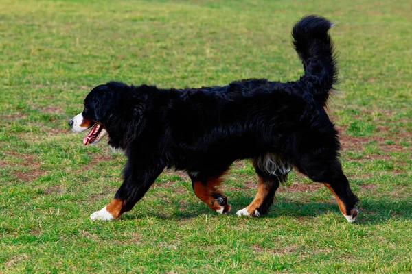 Bernese Mountain Dog Correndo Torno Grama Verde Parque — Fotografia de Stock