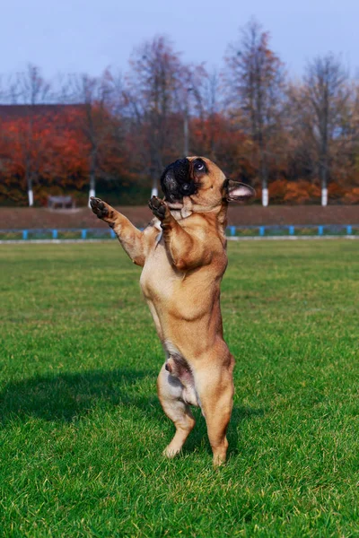 Francia Bulldog Kutya Tenyészt Áll Hátsó Lábaira Állni Parkban — Stock Fotó