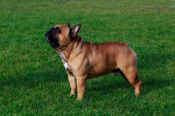 Hund Rasen Fransk Bulldog Stå Det Gröna Gräset — Stockfoto