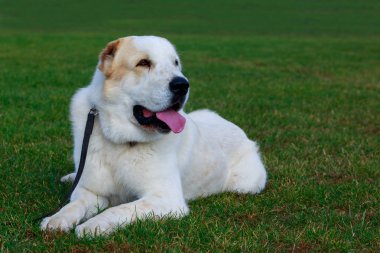Köpek doğurmak Alabai parkta yeşil çim üzerinde yalan ve Dil Gösterilen
