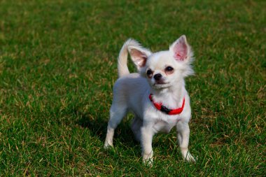 Köpek doğurmak chihuahua arka plan yeşil çim üzerinde