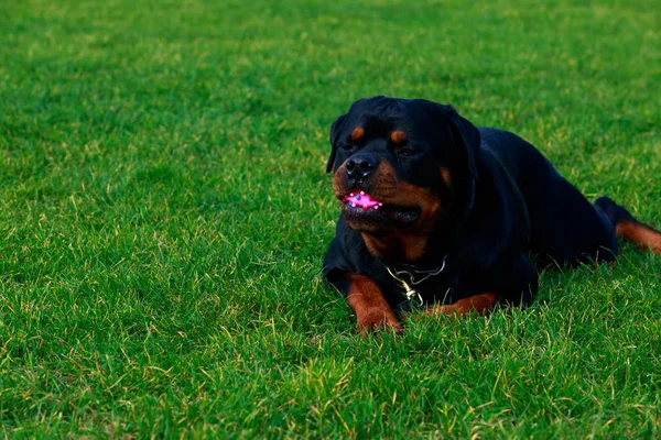 Dog Breed Rottweiler Park Green Grass — Stock Photo, Image