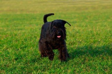 Minyatür schnauzer yeşil çimenlerin üzerinde durmak