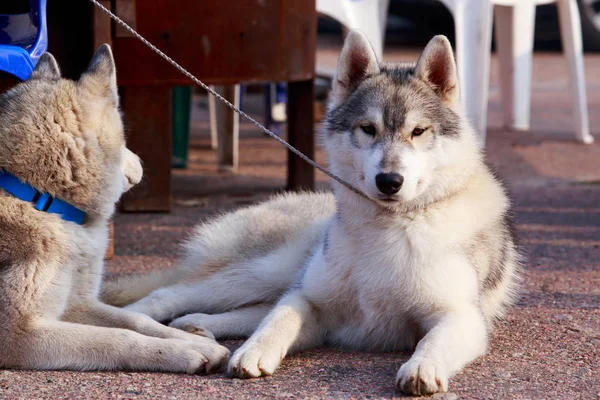 Dois Cães Raça Husky Siberiana Estão Deitados Caminho Asfalto — Fotografia de Stock