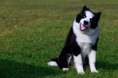 Köpek collie ırkı yeşil çimenlerin üzerinde oturur ve dil gösterir