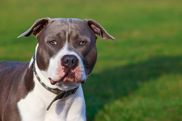 Pies Rasy American Staffordshire Terrier Zbliżenie Tle Zielonej Trawy — Zdjęcie stockowe