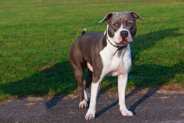 Pies Rasy American Staffordshire Terrier Stoi Drodze Asfalt — Zdjęcie stockowe