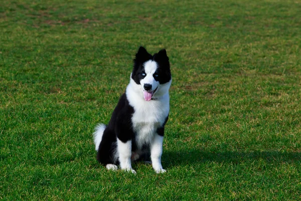 コリー犬の緑の草の上に座っているし 舌を示しています — ストック写真