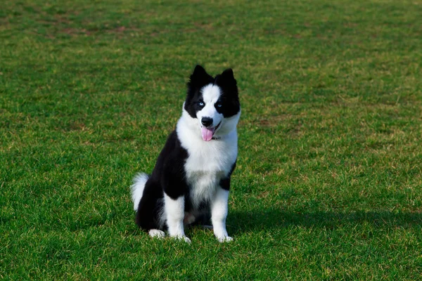 Dog Collie Raça Senta Grama Verde Mostra Língua — Fotografia de Stock