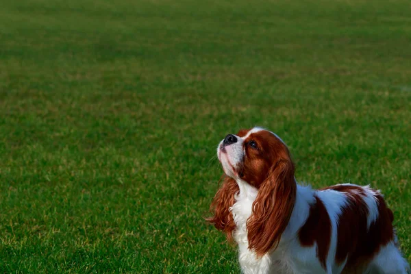 Dog breed Cavalier King Charles Spaniel a close-up on green background