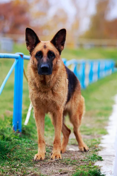 Köpek Doğurmak Alman Çoban Bir Yakın Çekim Portresi — Stok fotoğraf