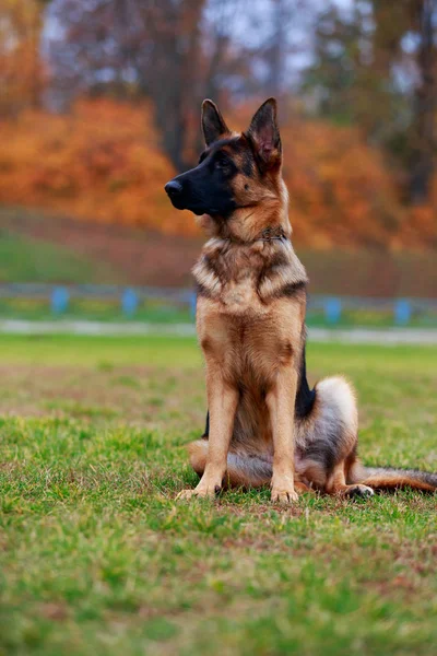 Race Chien Berger Allemand Est Assis Sur Une Herbe Verte — Photo