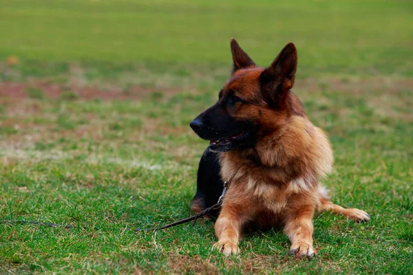 Pies Rasy Owczarek Niemiecki Jest Leżący Zielonej Trawie Parku — Zdjęcie stockowe