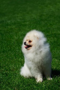 Küçük Pomeranian Spitz parkta yeşil çimenlerin üzerinde