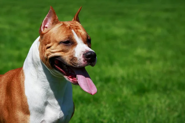 Hunderasse Staffordshire Terrier Aus Nächster Nähe Auf Grünem Gras Hintergrund — Stockfoto