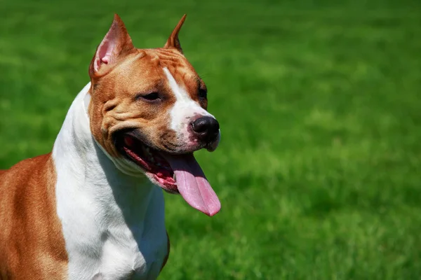 Dog Breed Staffordshire Terrier Close Green Grass Background — Stock Photo, Image