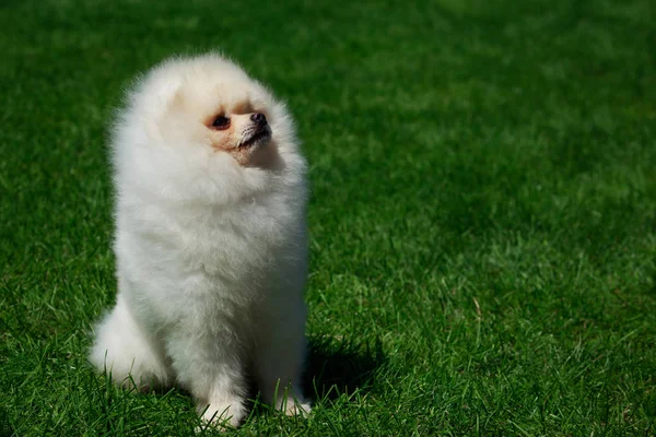 Pequeño Pomeranian Spitz Sobre Hierba Verde Parque —  Fotos de Stock