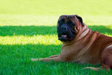 Yeşil çimenlerin üzerinde köpek doğurmak Bullmastiff