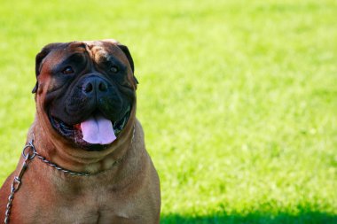 Yeşil çimenlerin üzerinde köpek doğurmak Bullmastiff