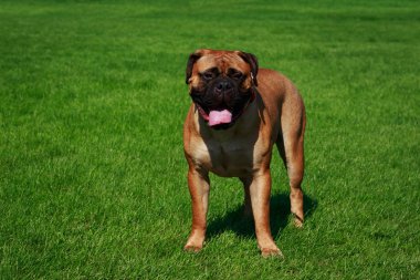 Yeşil çimenlerin üzerinde köpek doğurmak Bullmastiff