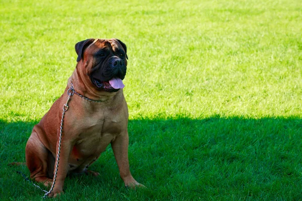 The dog breed Bullmastiff on a green grass