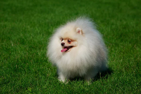 Small Pomeranian Spitz Stand Green Grass Park — Stock Photo, Image