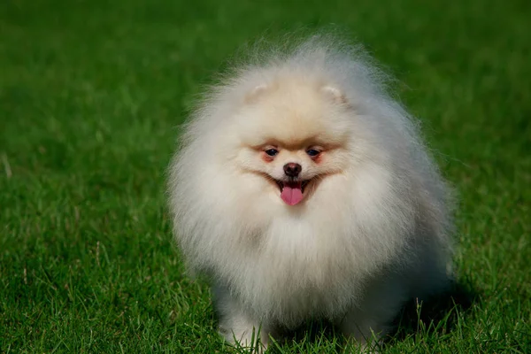 Pequeño Pomeranian Spitz Pie Sobre Hierba Verde Parque — Foto de Stock