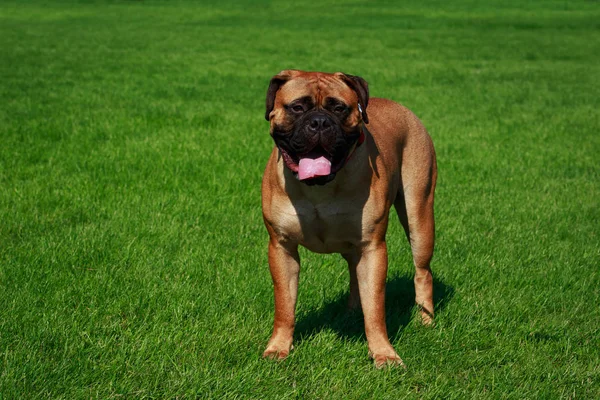 Raça Cão Bullmastiff Uma Grama Verde — Fotografia de Stock