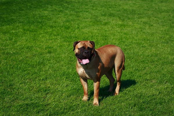 Hund Rasen Bullmastiff Ett Grönt Gräs — Stockfoto