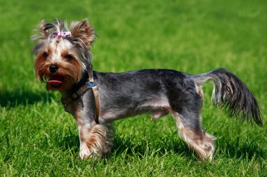 Parkta köpek doğurmak Yorkshire Terrier standları