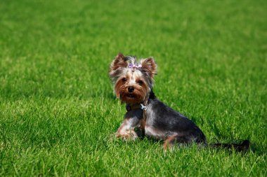 Parkta köpek doğurmak Yorkshire Terrier oturur