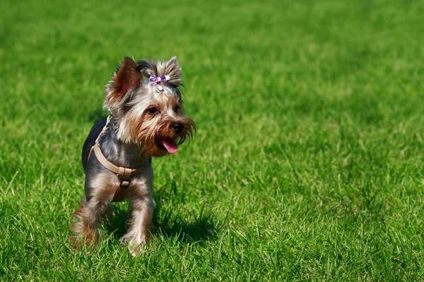 Порода Собак Йоркширский Терьер Стоит Парке Показывает Язык — стоковое фото