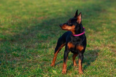Köpek doğurmak minyatür Pinscher Park yeşil çimenlerin üzerinde duruyor