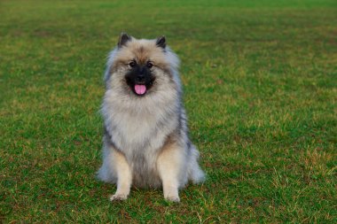 Yeşil çimenlerin üzerinde oturan köpek doğurmak keeshond